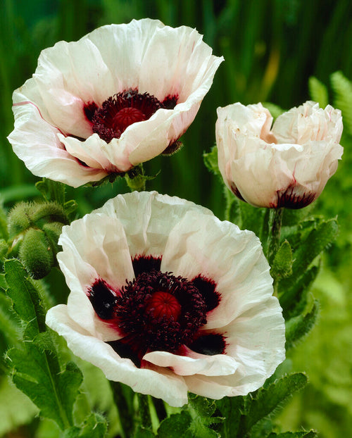 Papaver Perry's White (Oriental Poppy)