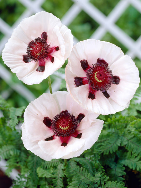 Papaver Perry's White (Oriental Poppy) | Order online at DutchGrown™