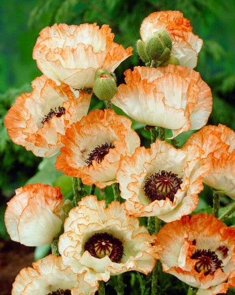 Papaver_Picotee-1_grande.jpg?v