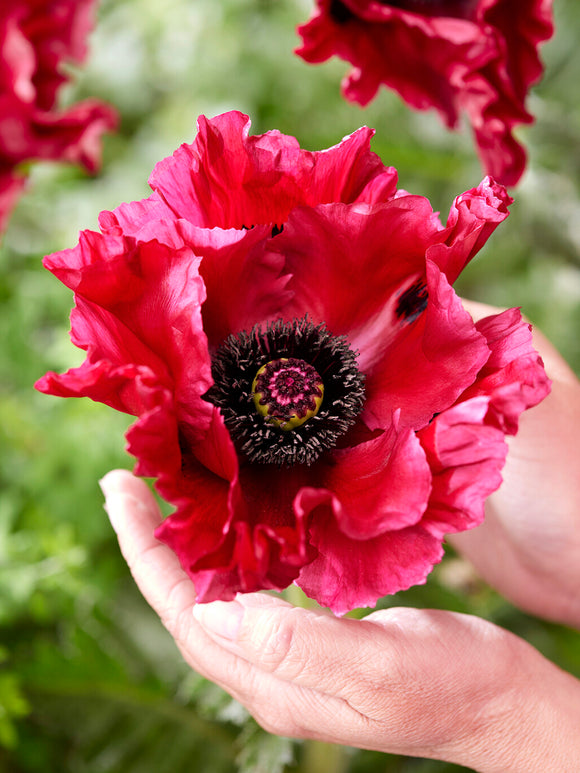 Papaver Red Rumble (Oriental Poppy)