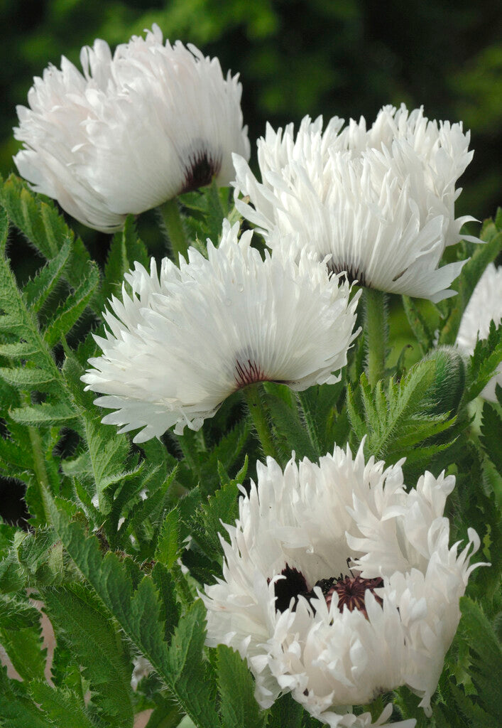 Small Ruffled Poppy Papaver White Ruffles (Oriental Poppy) | Order online at DutchGrown™