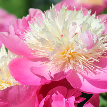 PEONIES FOR SPRING PLANTING