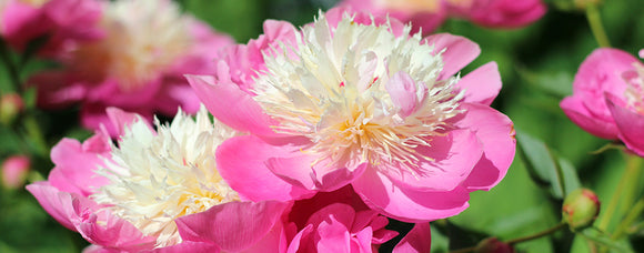 PEONIES FOR SPRING PLANTING