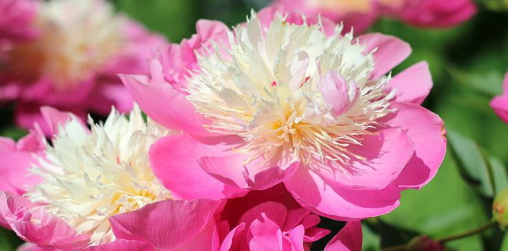 PEONIES FOR FALL PLANTING