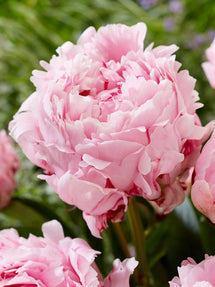 Peony Sarah Bernhardt