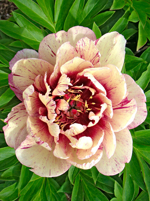Peony All That Jazz roots