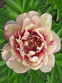 Peony All That Jazz