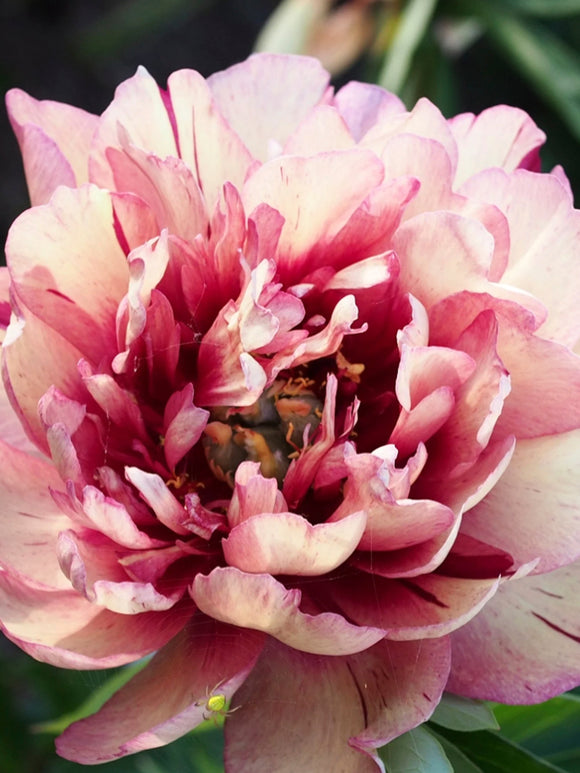 Peony All That Jazz