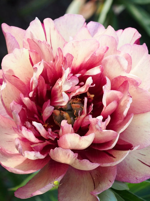 Peony All That Jazz close up