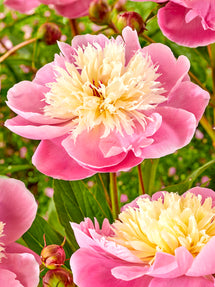 Peony Bowl of Beauty