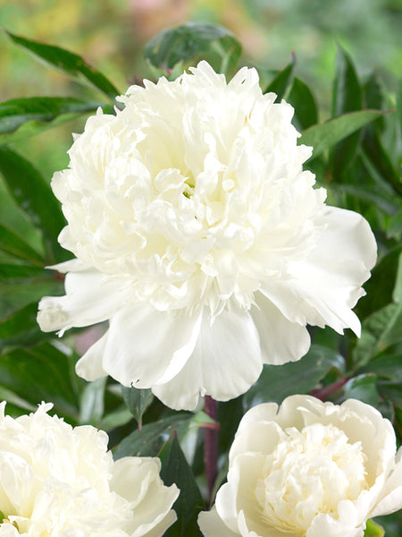 Peony_Bridal_Shower-4_grande. Peony_Bridal_Shower-4_grande.