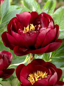 Peony Buckeye Belle
