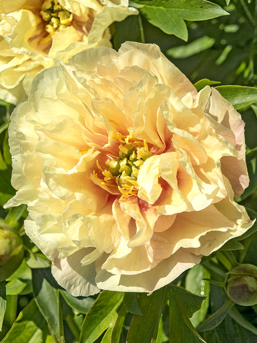 Peony Canary Brilliants flowers