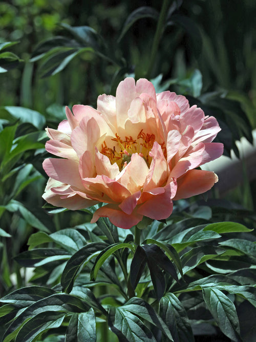 Peony Canary Brilliants