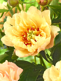 Peony Canary Brilliants