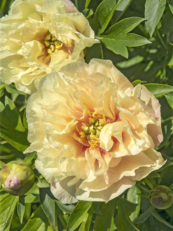 Peony Canary Brilliants