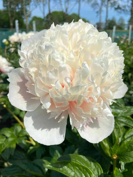 Peony Colonel Owen Cousins | Unique Peonies | DutchGrown™