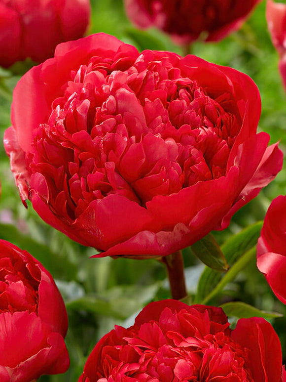 Command Performance Peony Roots Peony Command Performance | Grow Peonies | DutchGrown™