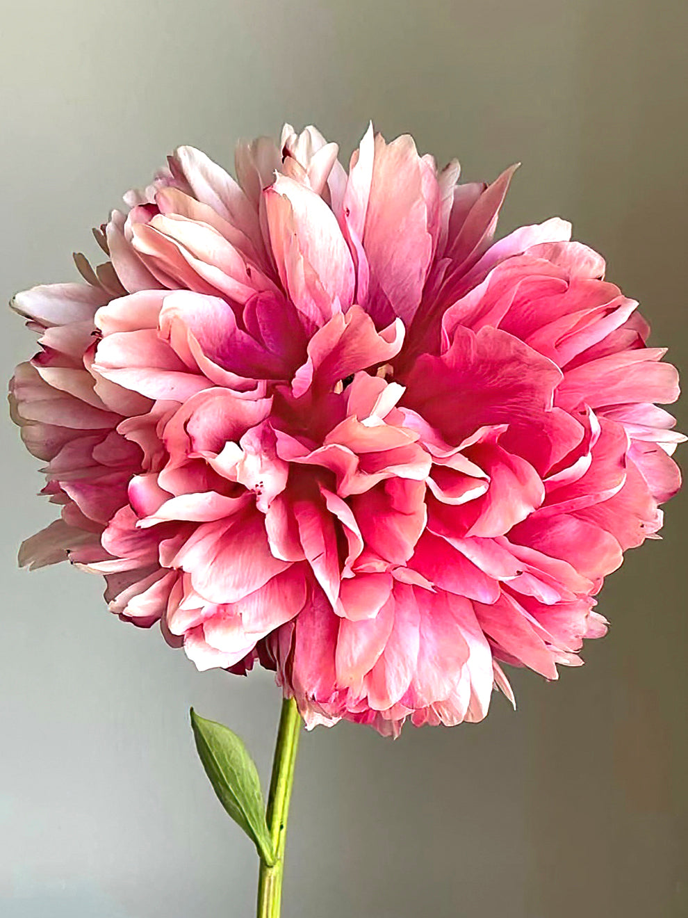 Command Performance Peony Roots Peony Command Performance | Grow Peonies | DutchGrown™