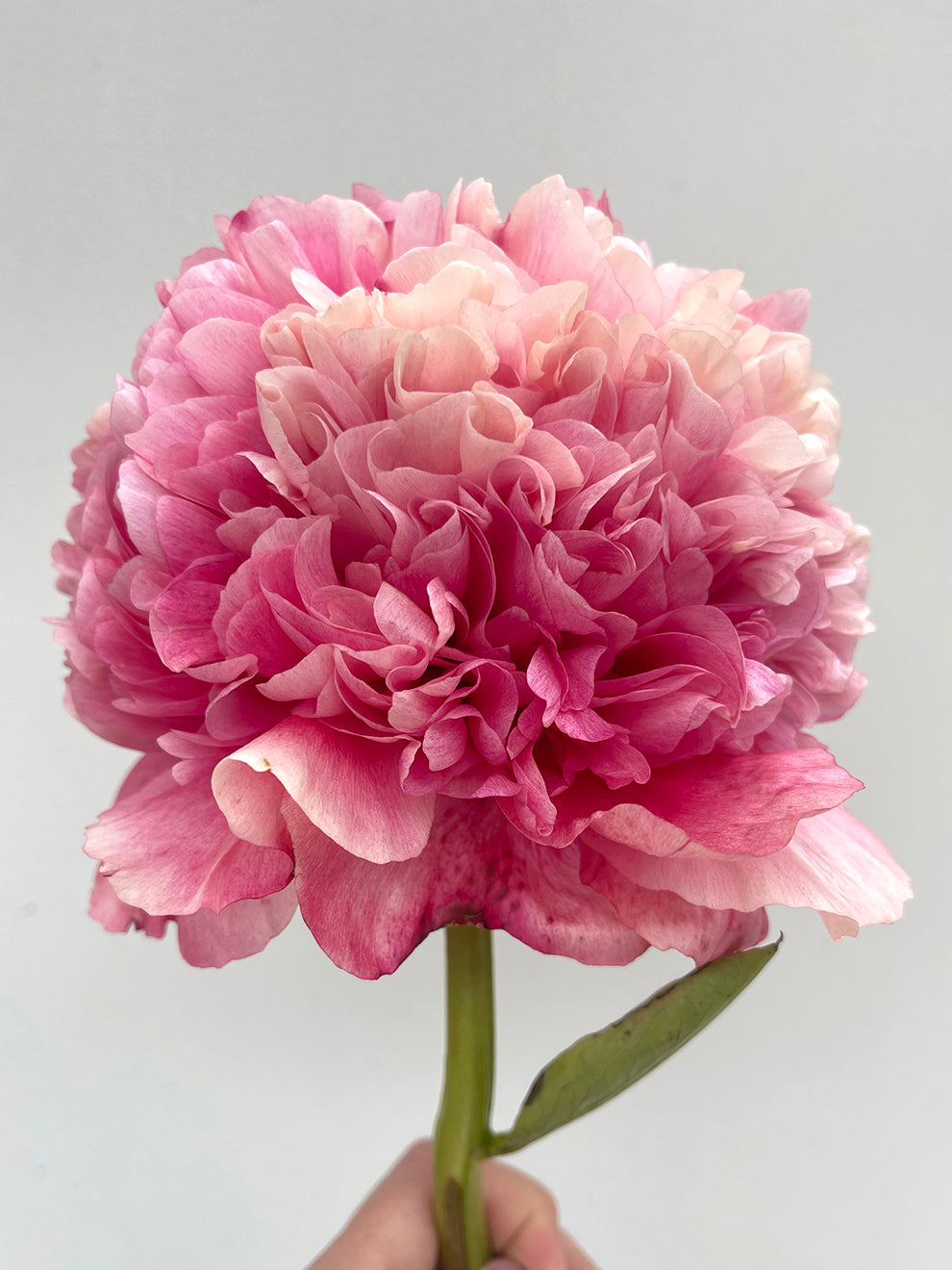 Peony Command Performance | Grow Peonies | DutchGrown™
