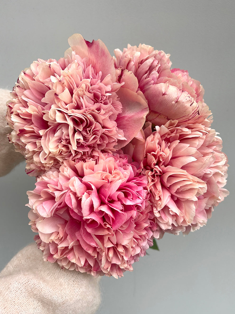 Peony Command Performance | Grow Peonies | DutchGrown™