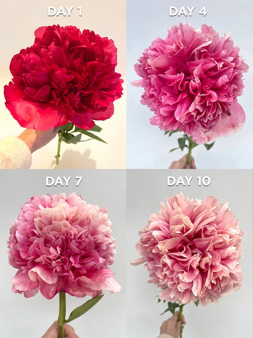 ★Peony★ Paeonia_All_That_Jazz.SQ.DV.