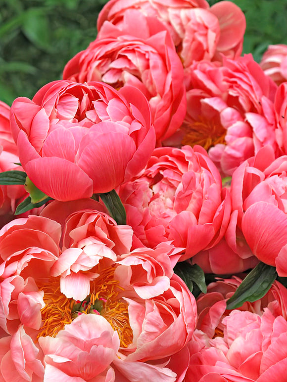 Peony Coral Charm flowers