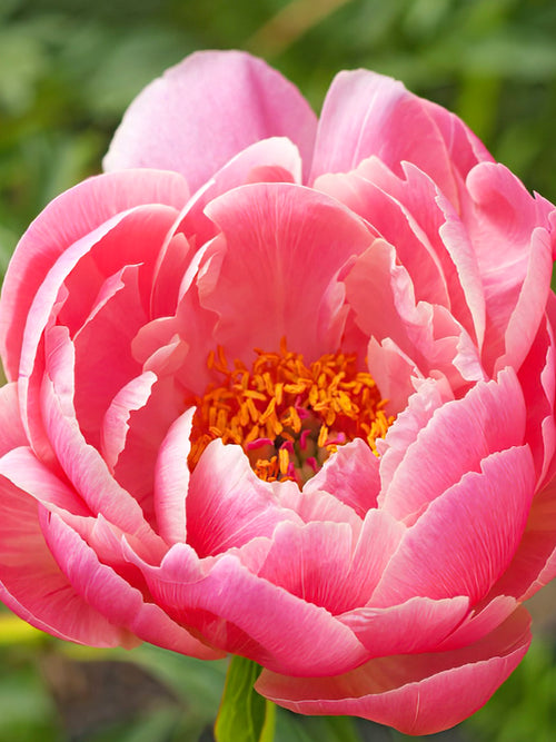 Peony Coral Charm close up