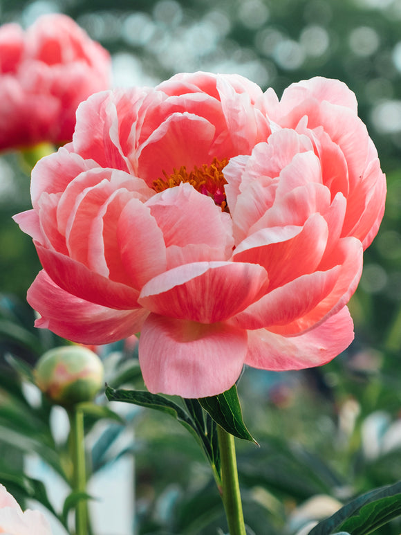 Peony Coral Charm