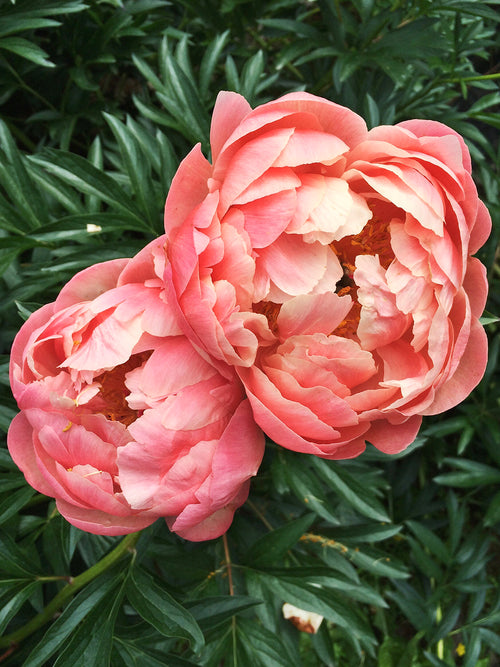 Peony Coral Charm