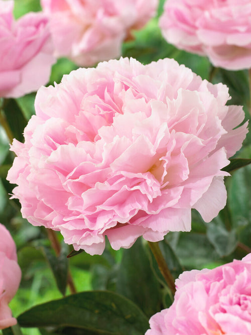 Peony Coral Pom Pom flowers