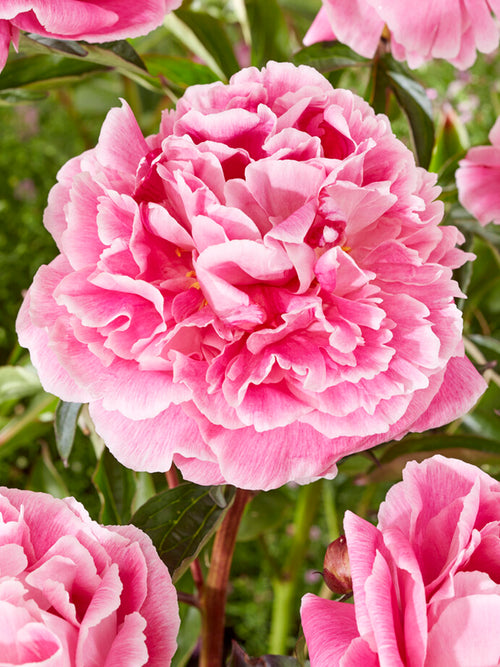 Peony Coral Pom Pom roots