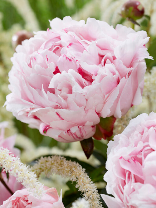 Peony Coral Pom Pom