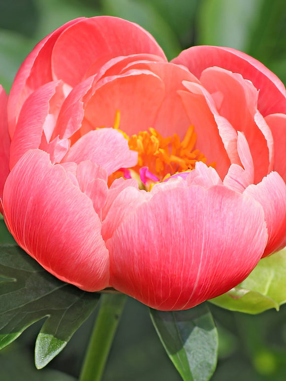 Peony Coral Sunset