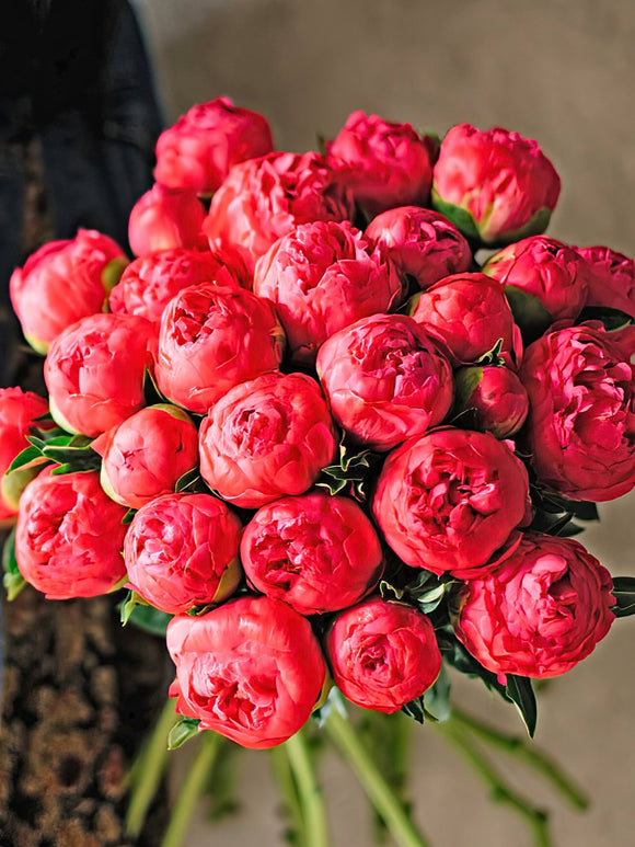 Peony Coral Sunset