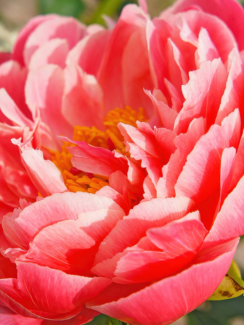 Peony Coral Sunset