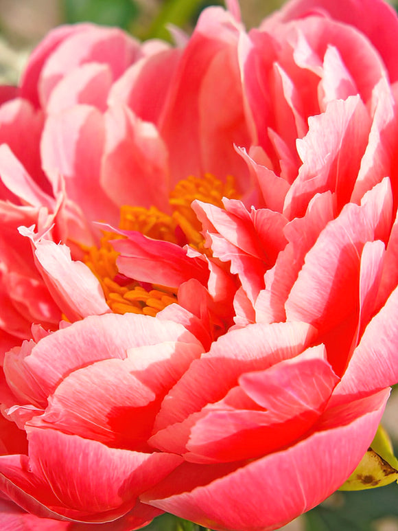 Peony Coral Sunset flower