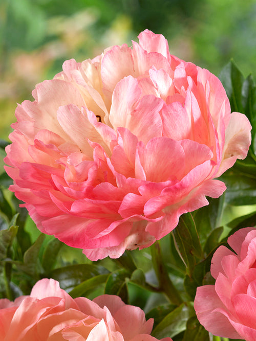 Peony Coral Sunset