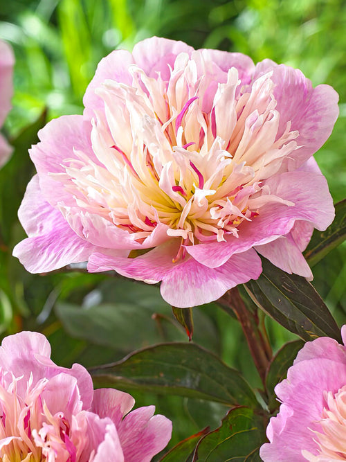 Peony Do Tell roots