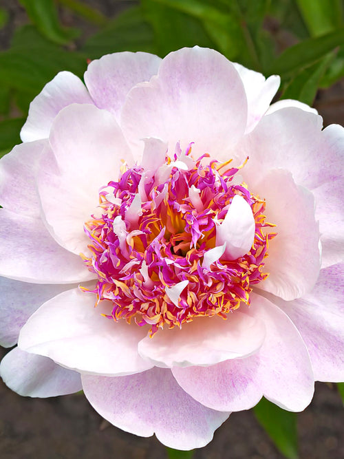 Peony Do Tell flowers