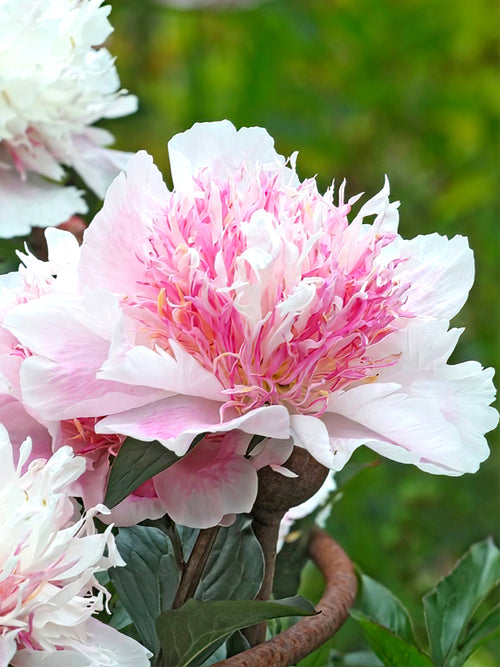 Peony Do Tell close up