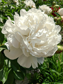 Peony Duchesse de Nemours