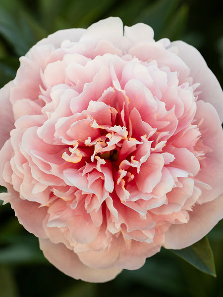 Peony Etched Salmon | Grow Peonies | DutchGrown™