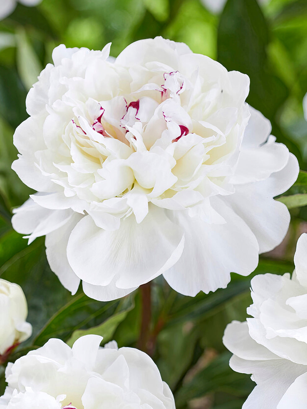 Peony Roots Festiva Maxima | DutchGrown™