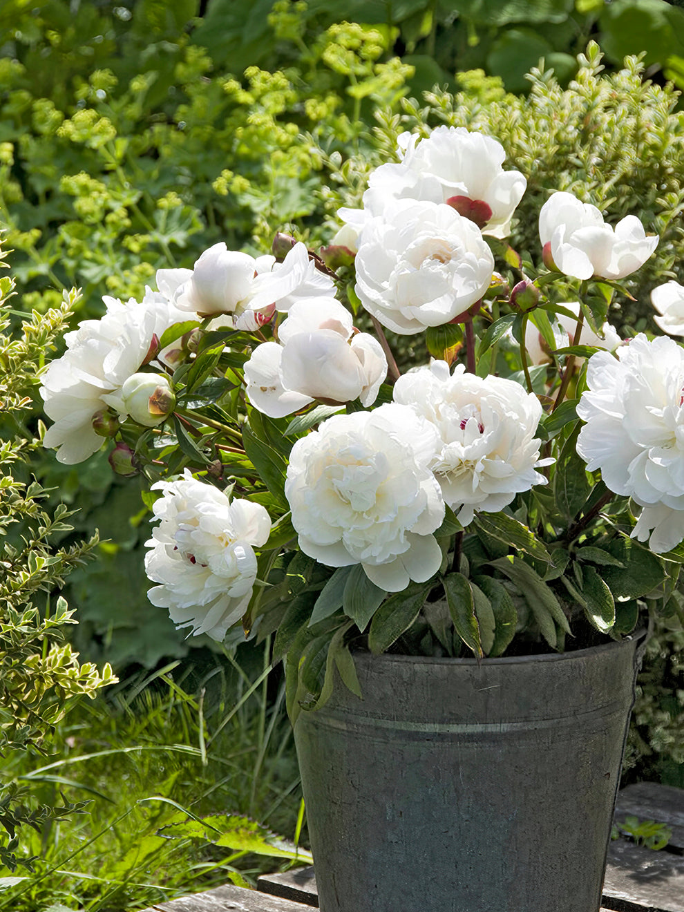 peony pot plant Peony Festiva Maxima Bulbs