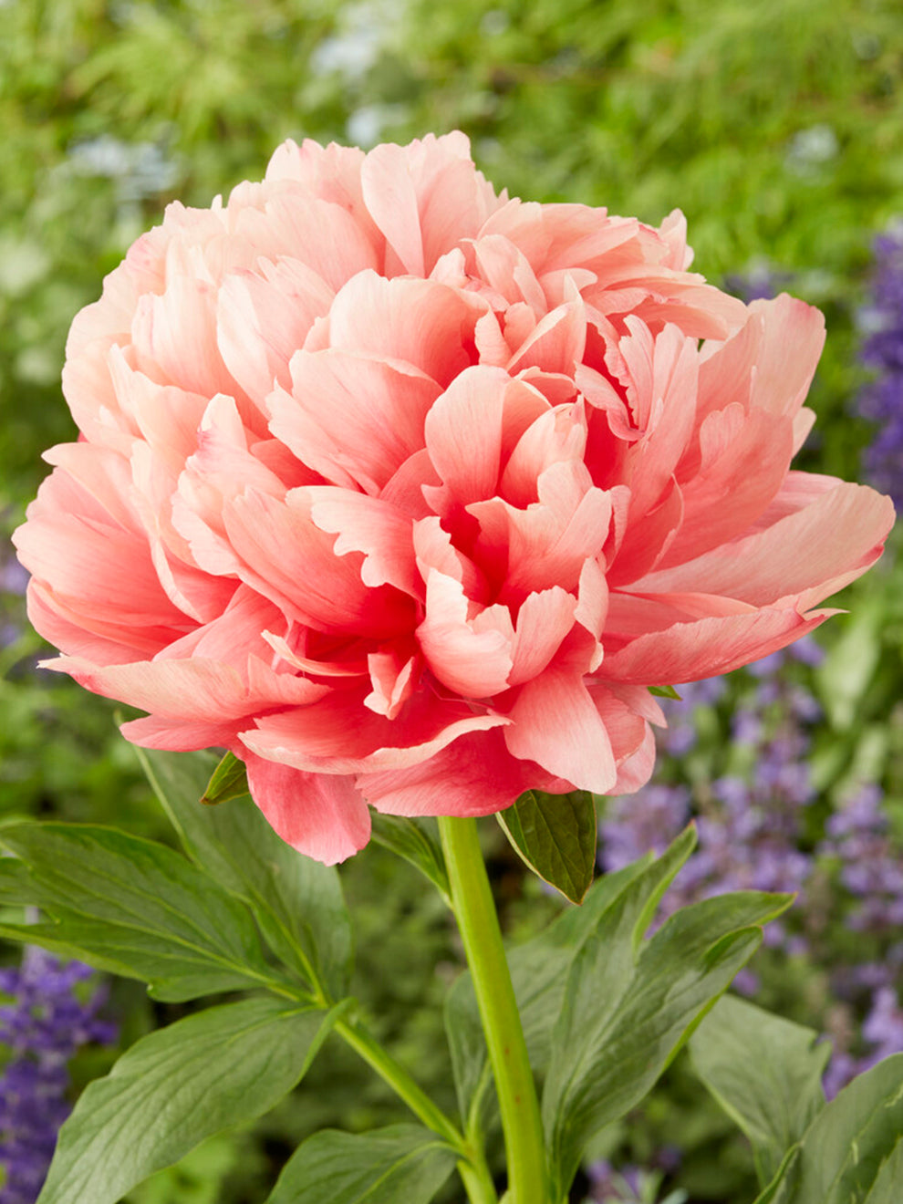 Peony Lorelei Grow Peonies DutchGrown™
