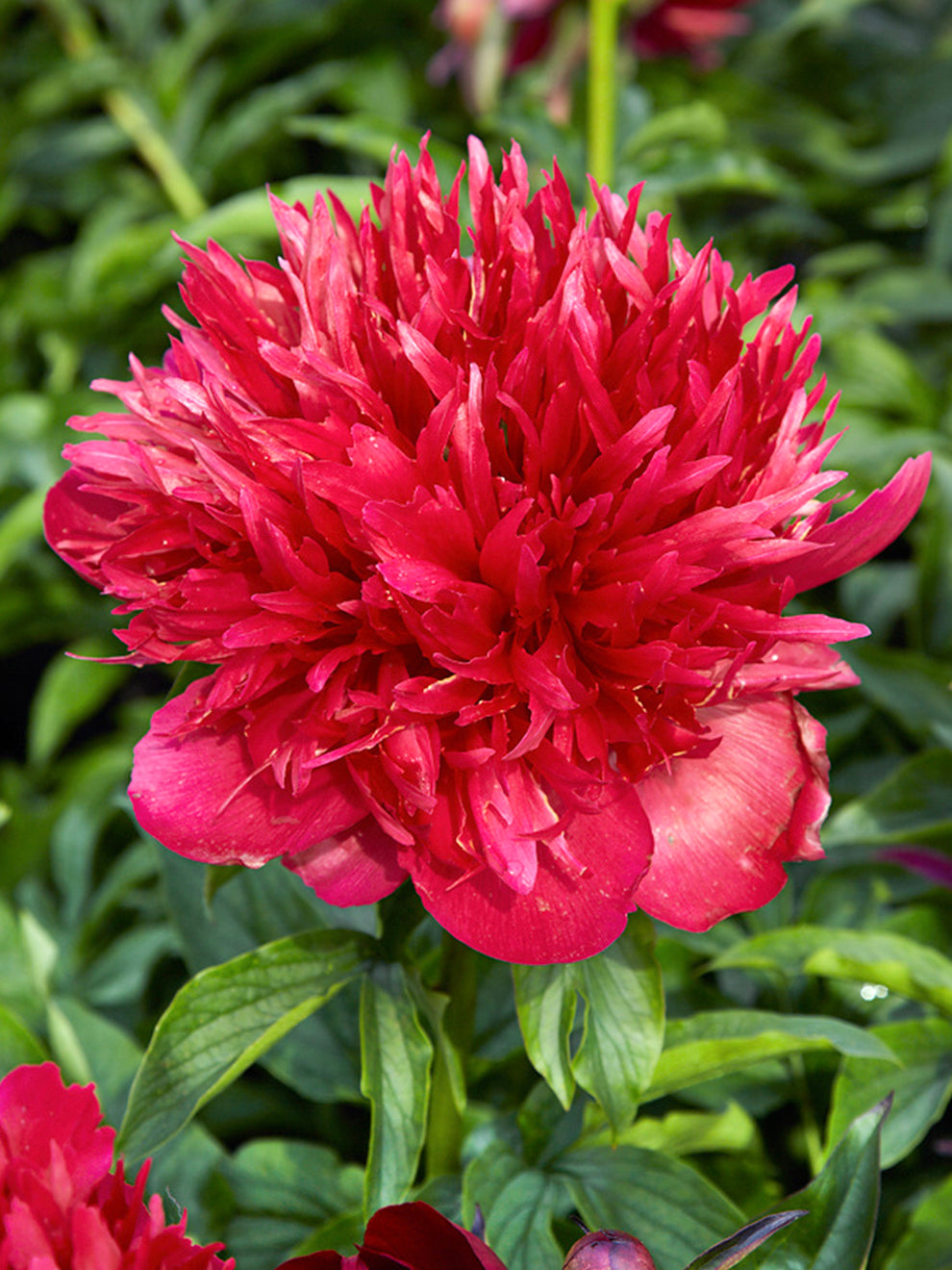 Peony Many Happy Returns | Unique Peonies | DutchGrown™