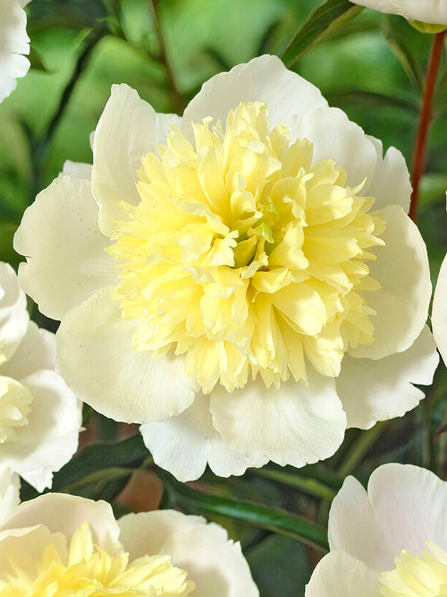 Peony Primevère roots