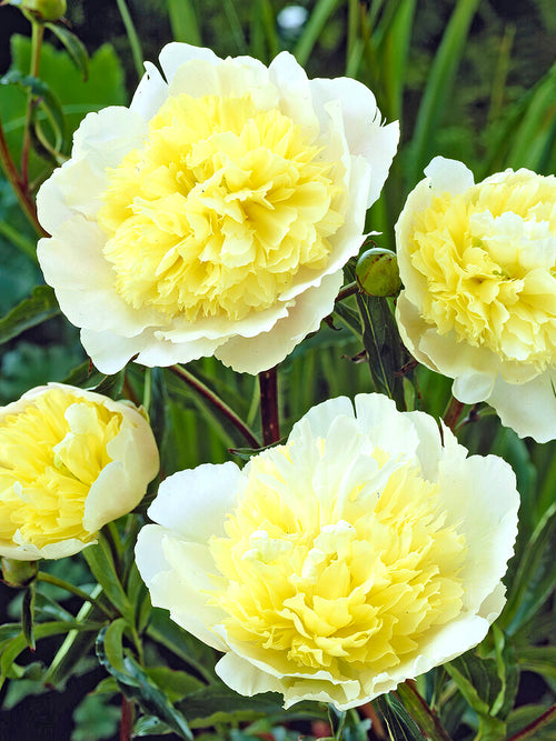 Peony Primevère flowers