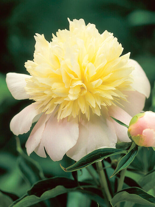 Peony Primevère close up